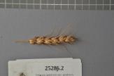 Click for 1 image(s) for this accession. Spike